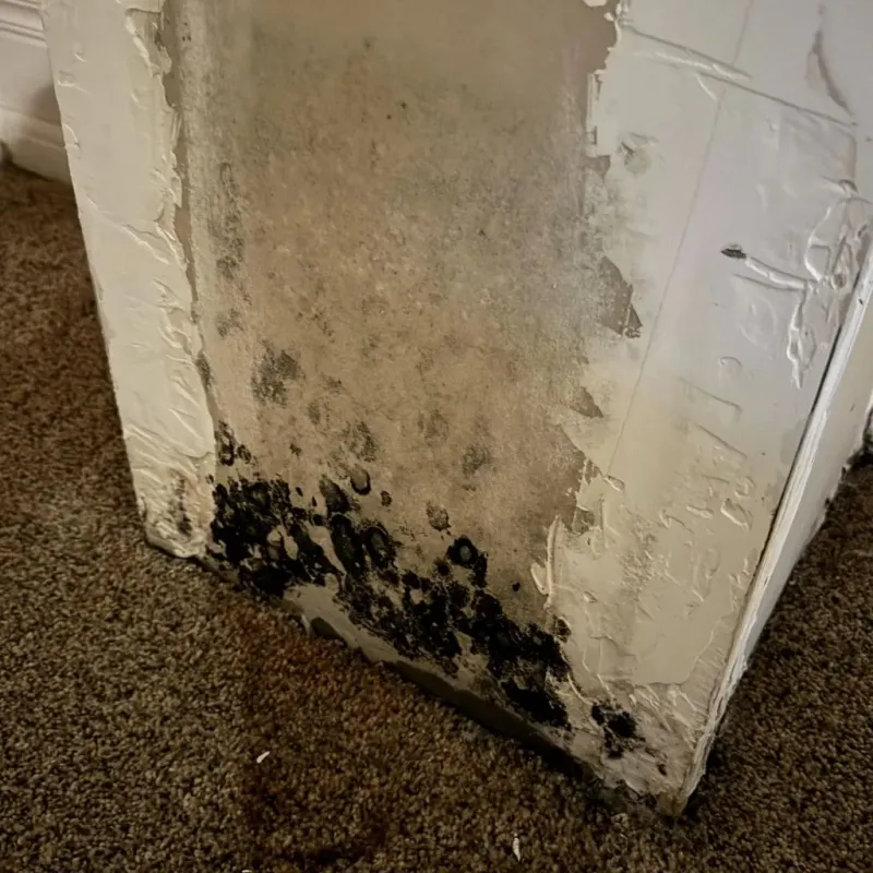 Professional Mold Removal in Moorpark, CA